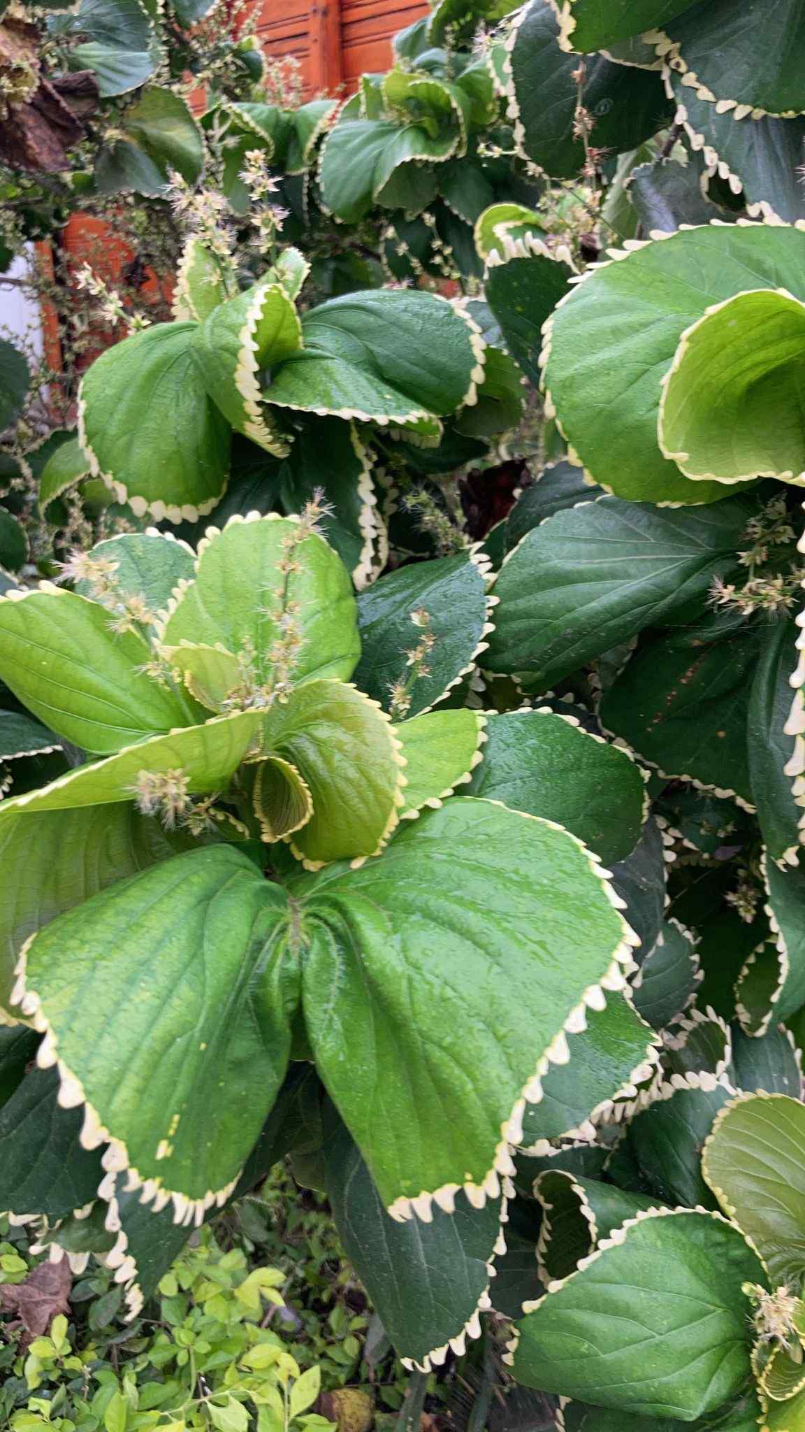 Acalypha amentacea