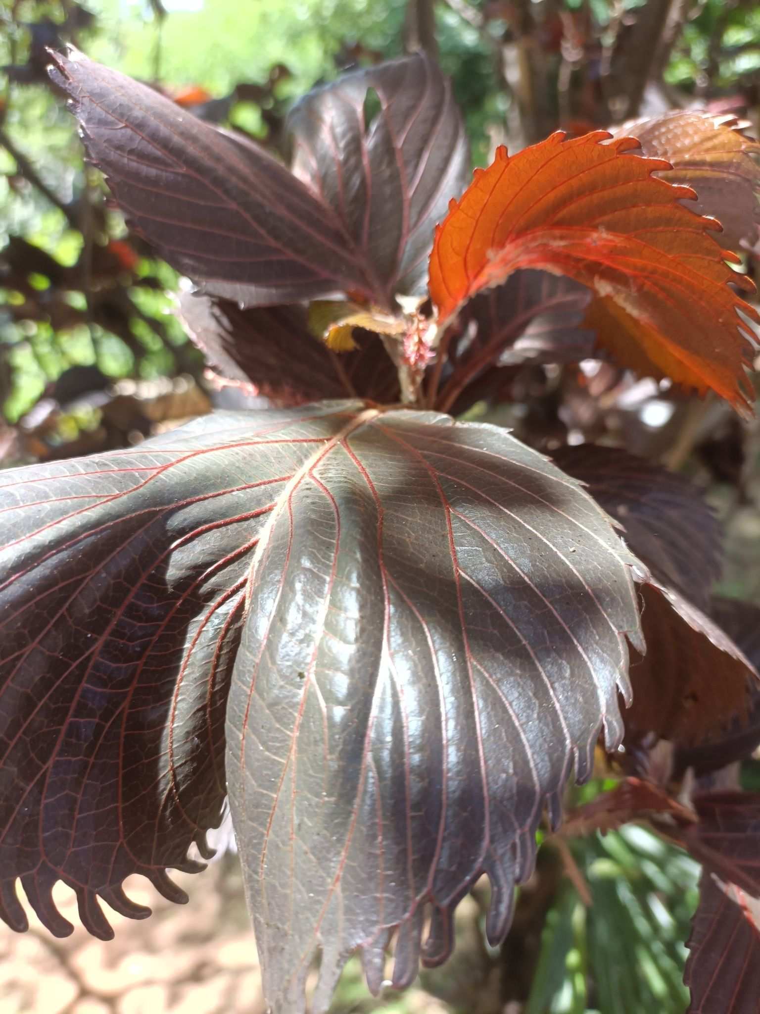 Acalypha amentacea