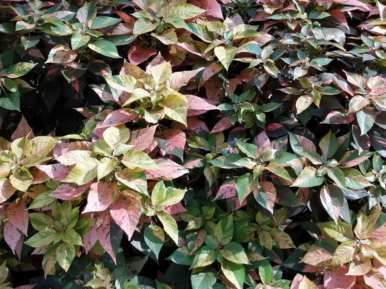 Acalypha amentacea