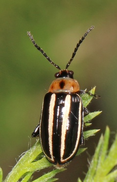 Disonycha