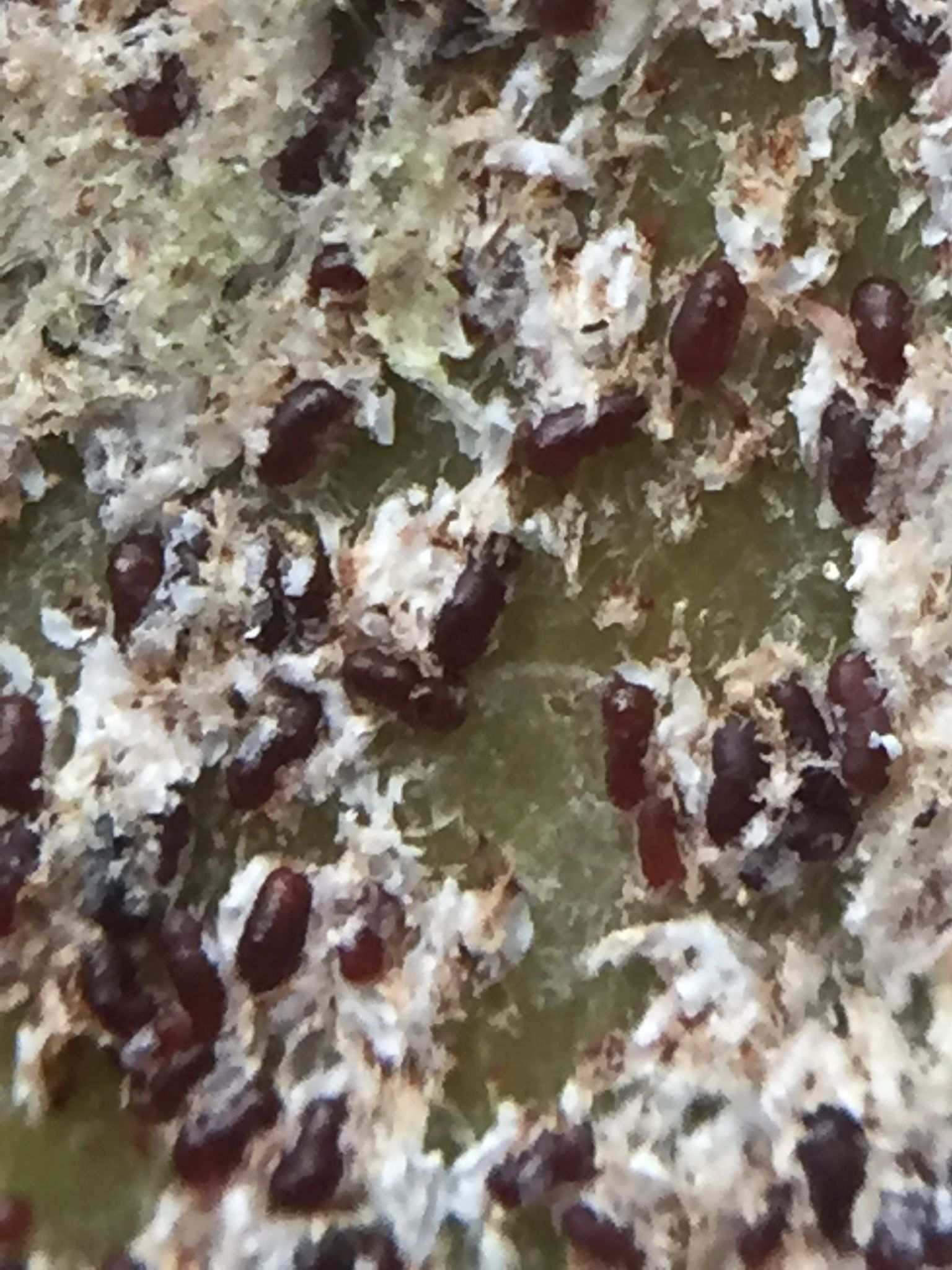 Colobopyga