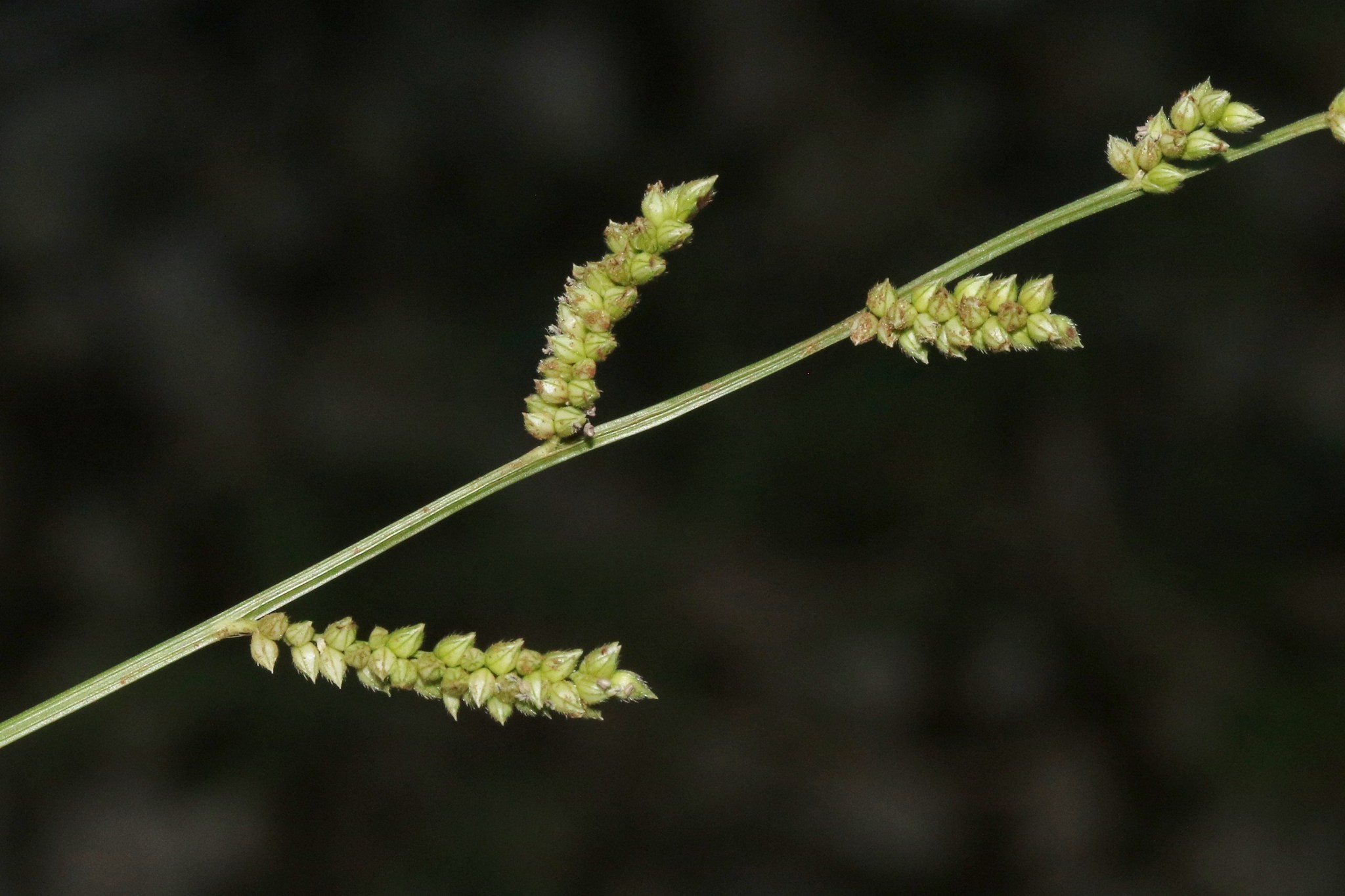 Echinochloa colona