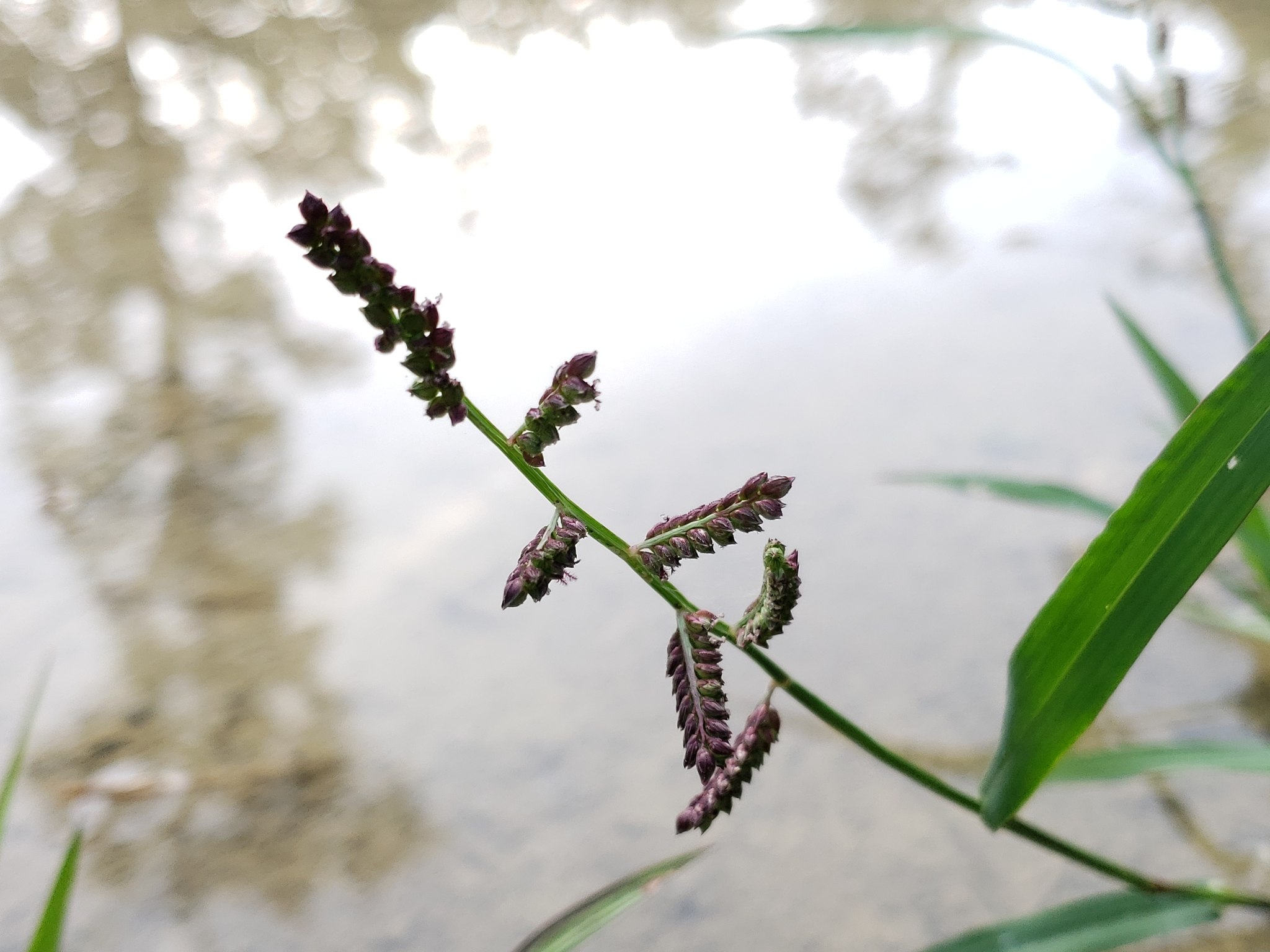 Echinochloa colona