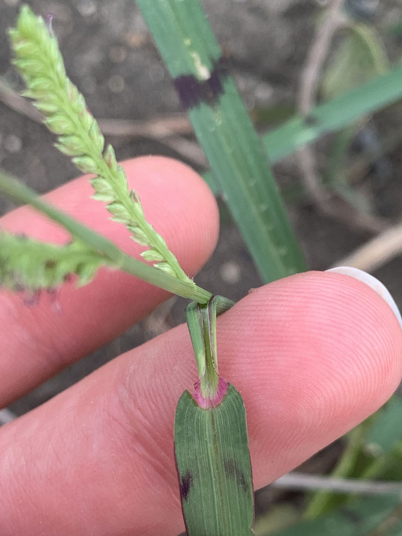 Echinochloa colona