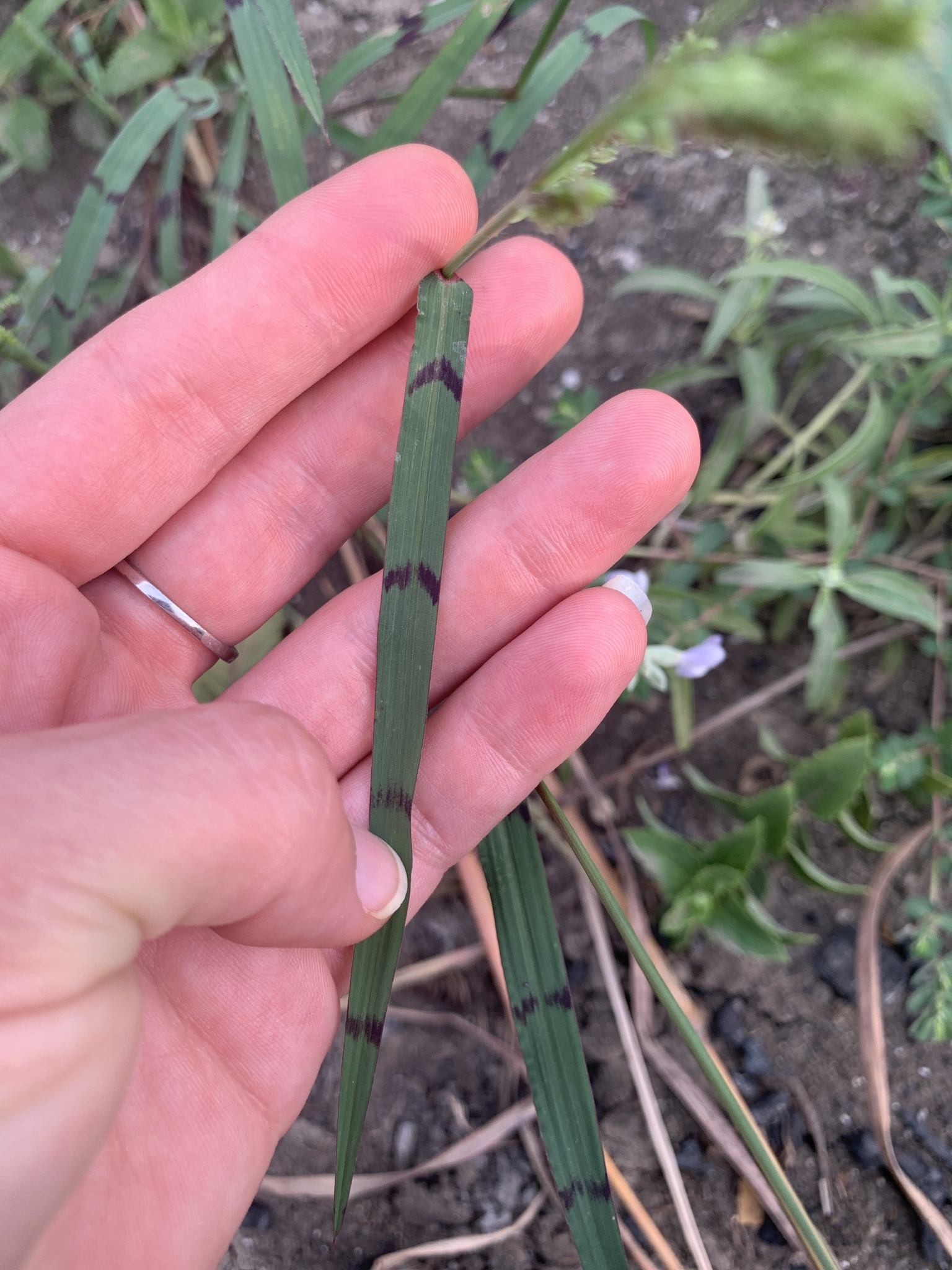 Echinochloa colona