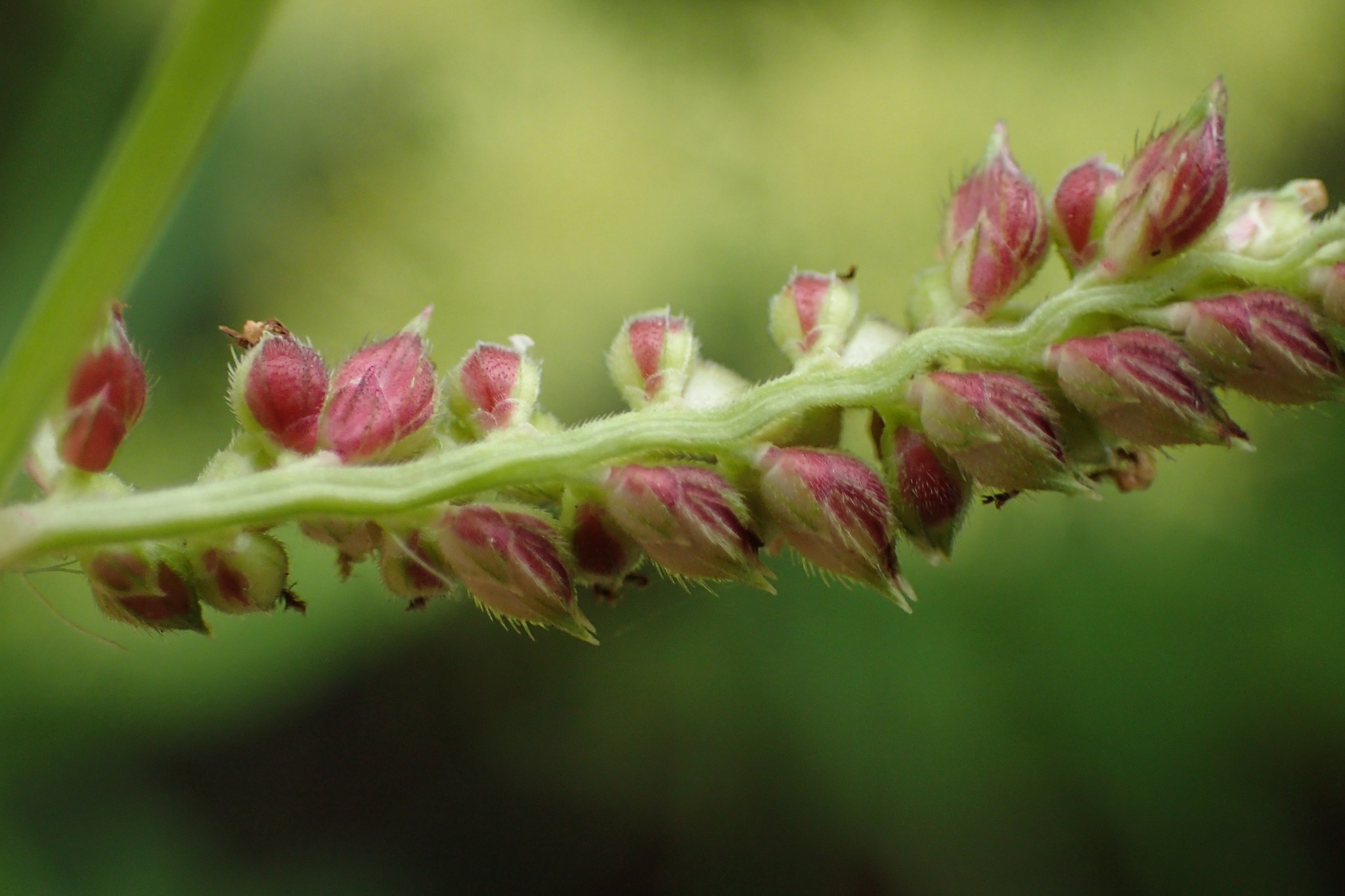 Echinochloa colona