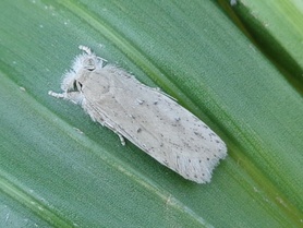 Opisina arenosella