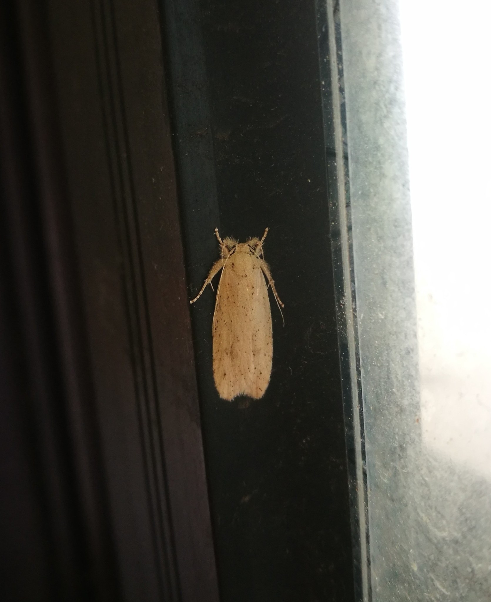 Opisina arenosella