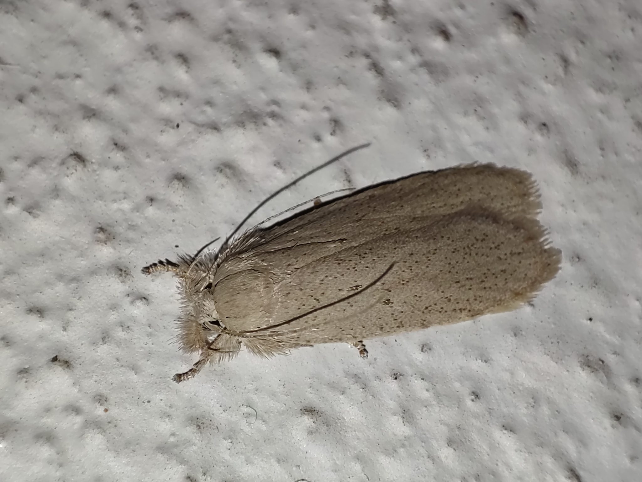 Opisina arenosella