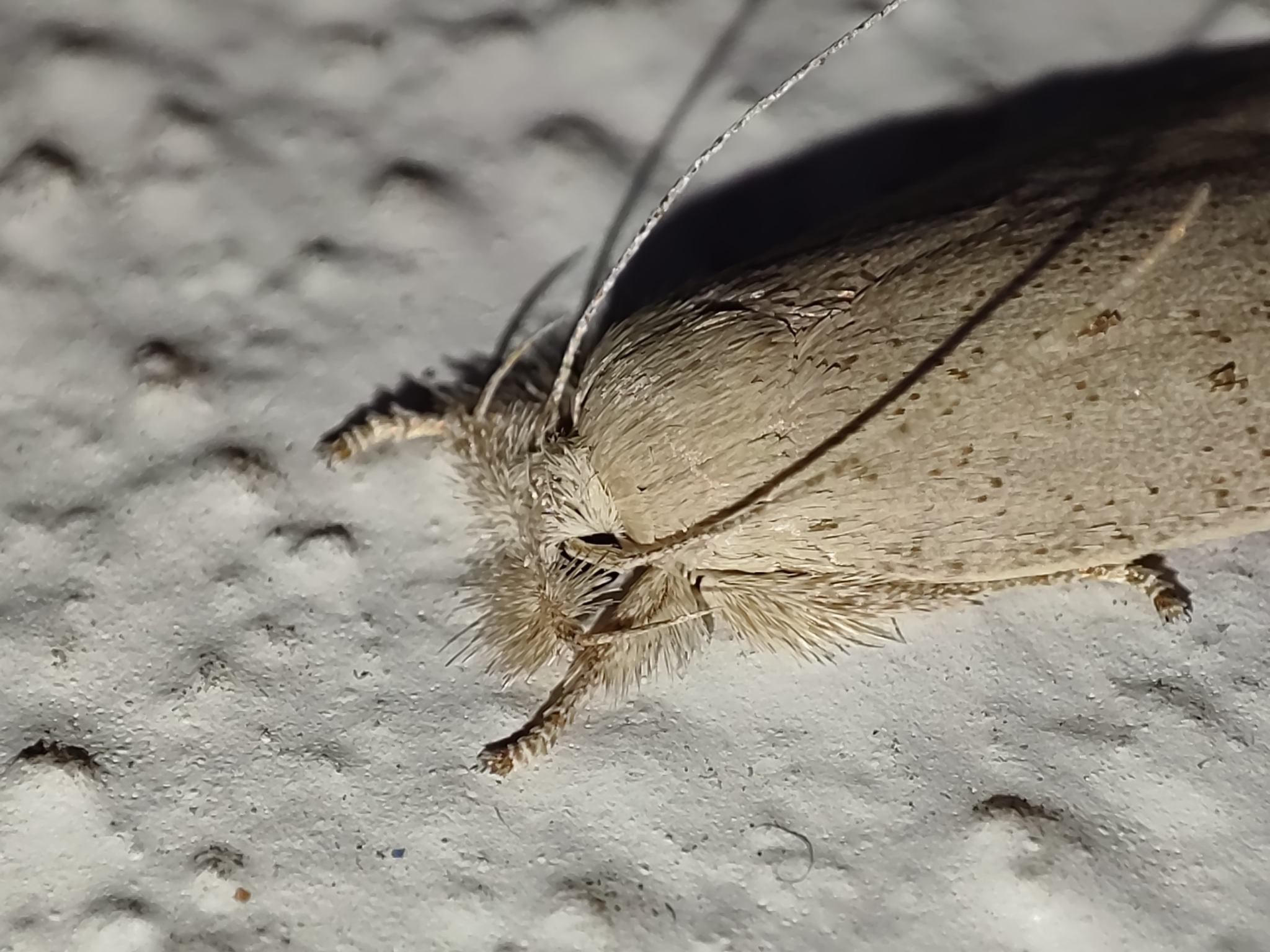 Opisina arenosella