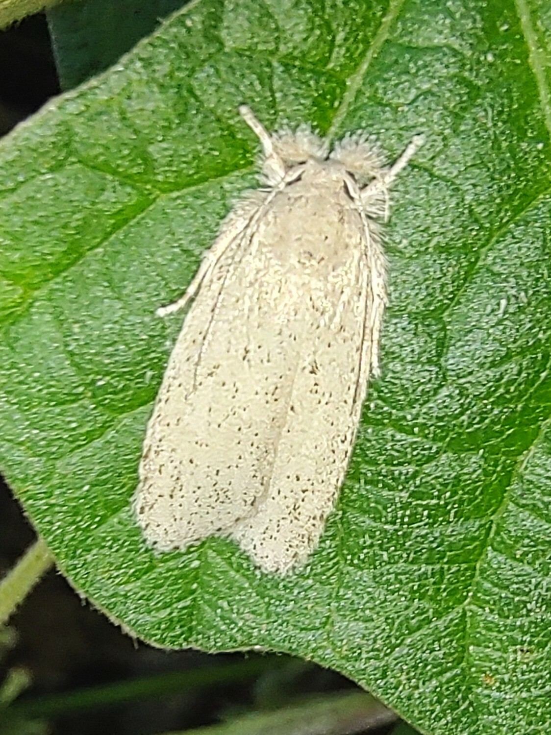Opisina arenosella