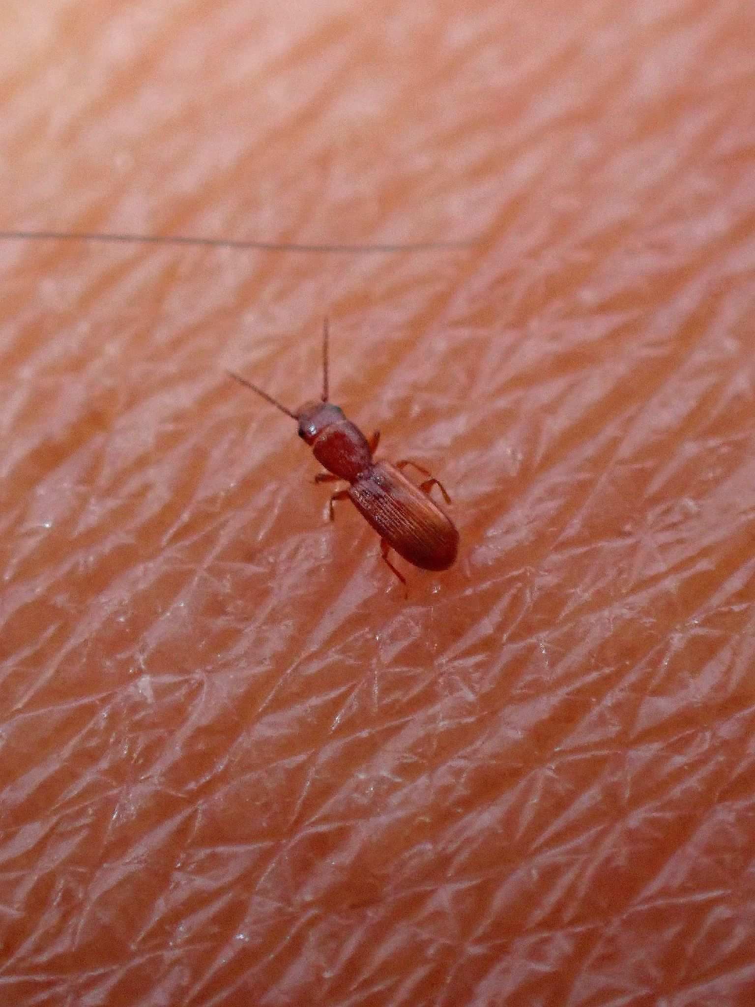 Cryptolestes capensis