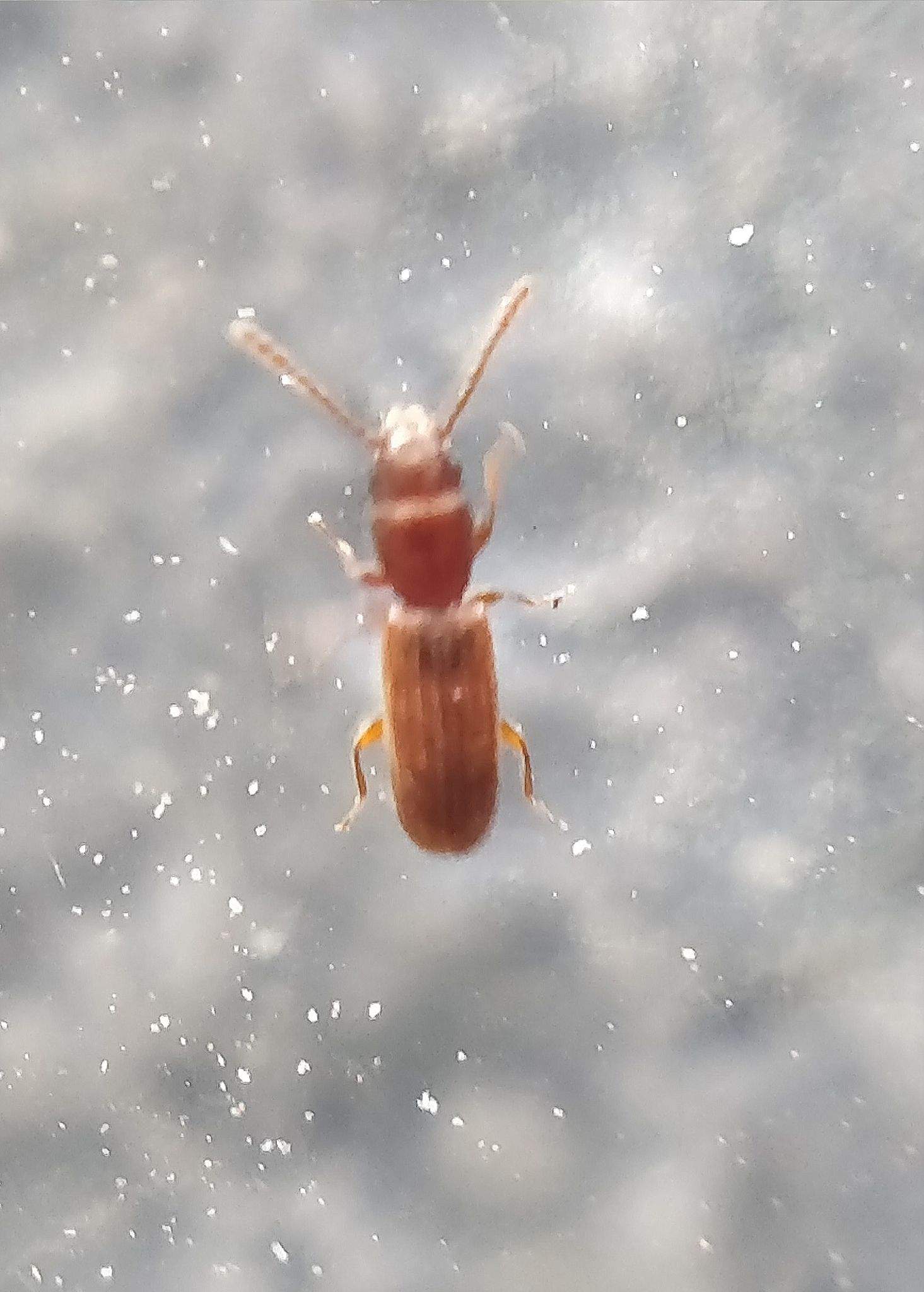 Cryptolestes capensis