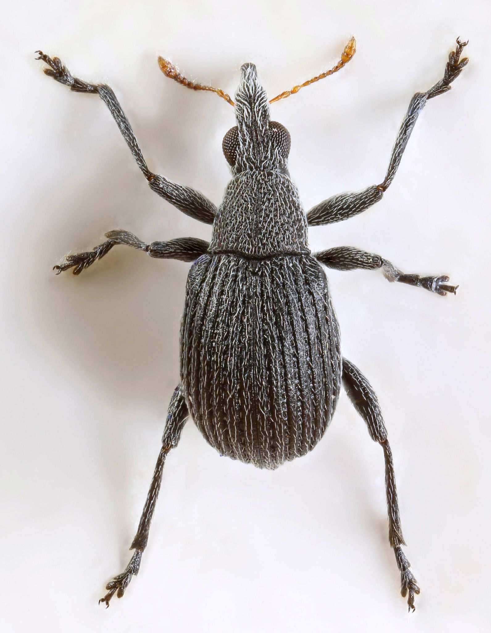 Oxystoma craccae