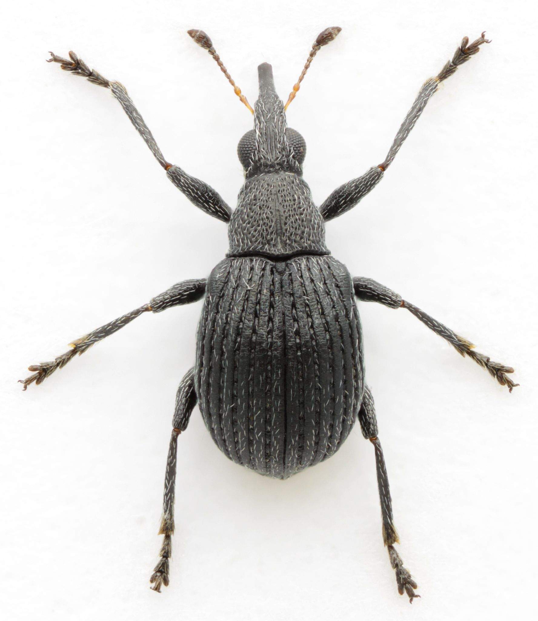 Oxystoma craccae