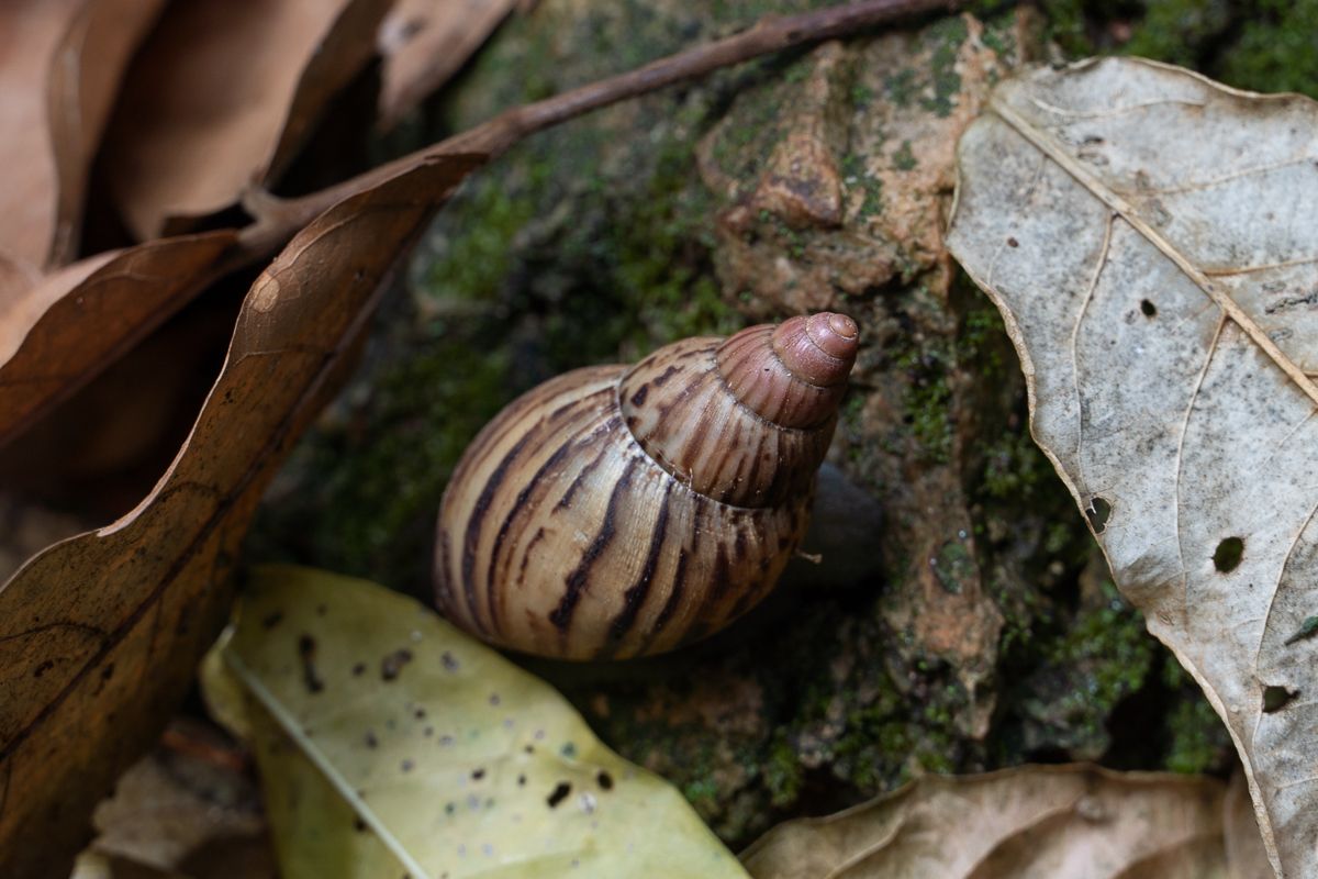 Lissachatina zanzibarica