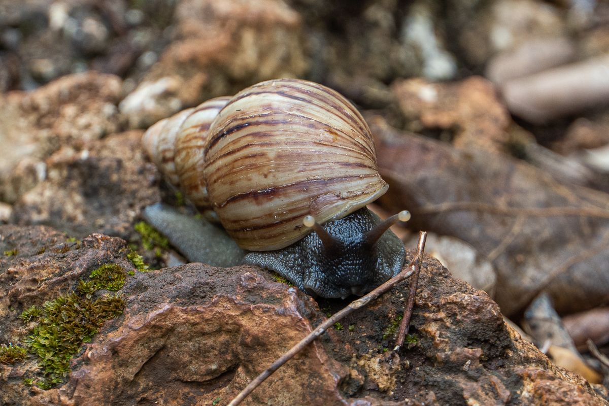 Lissachatina zanzibarica