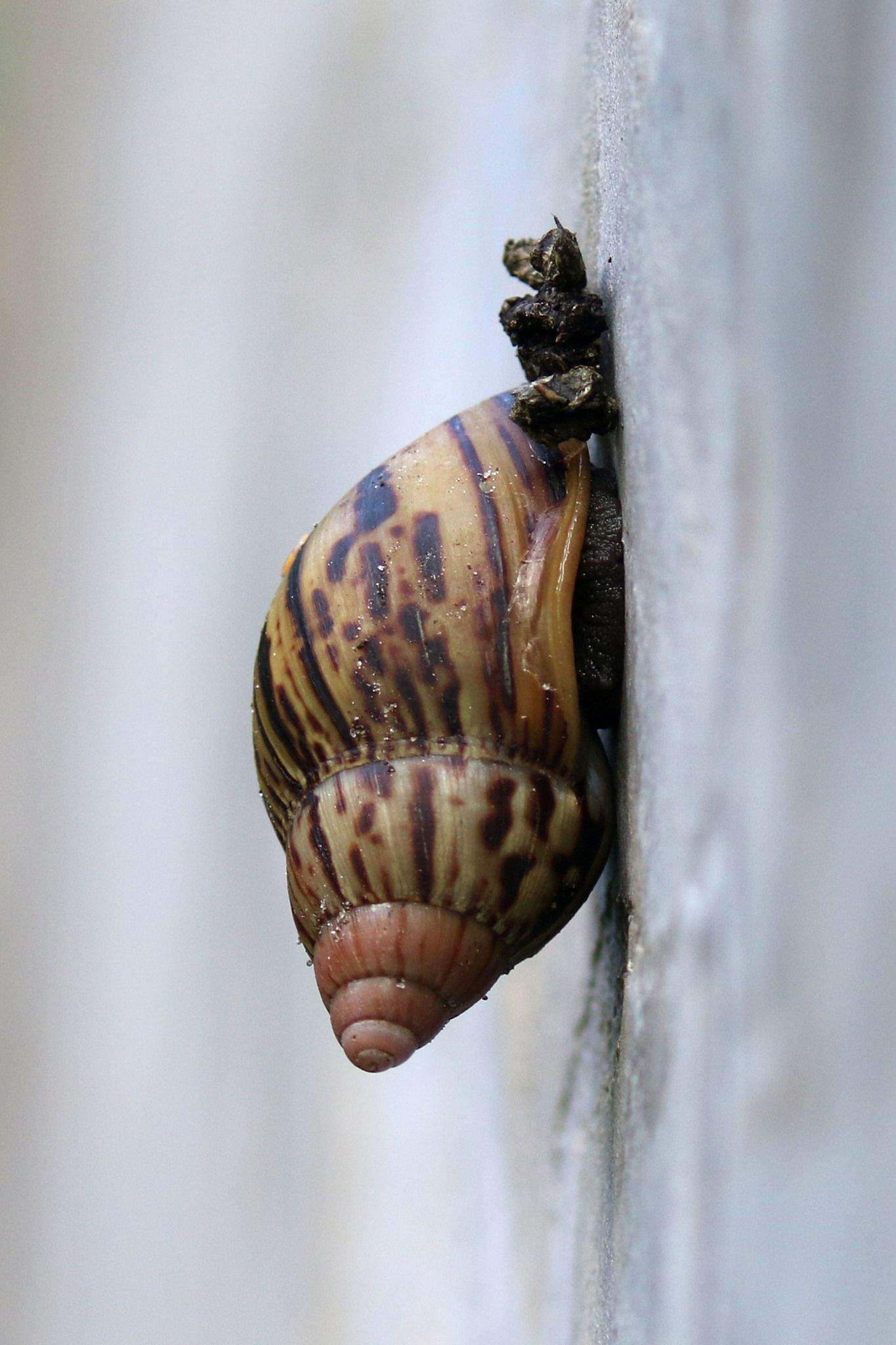 Lissachatina zanzibarica