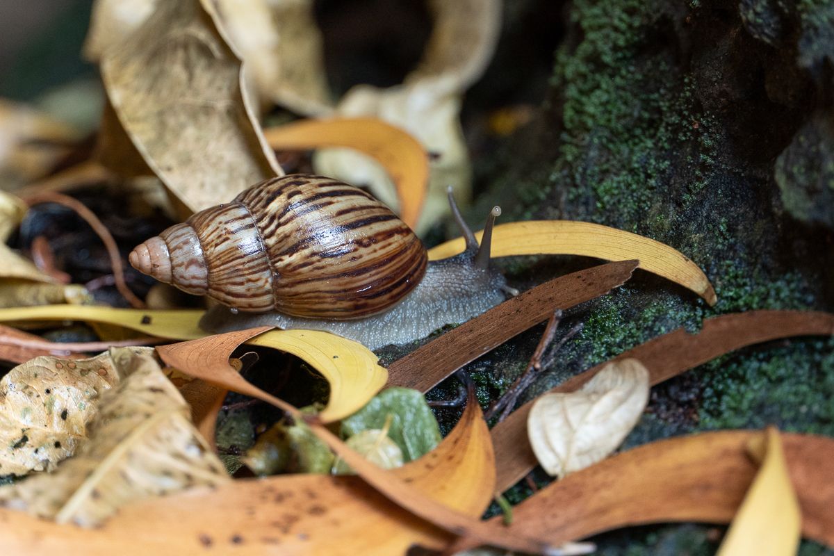 Lissachatina zanzibarica