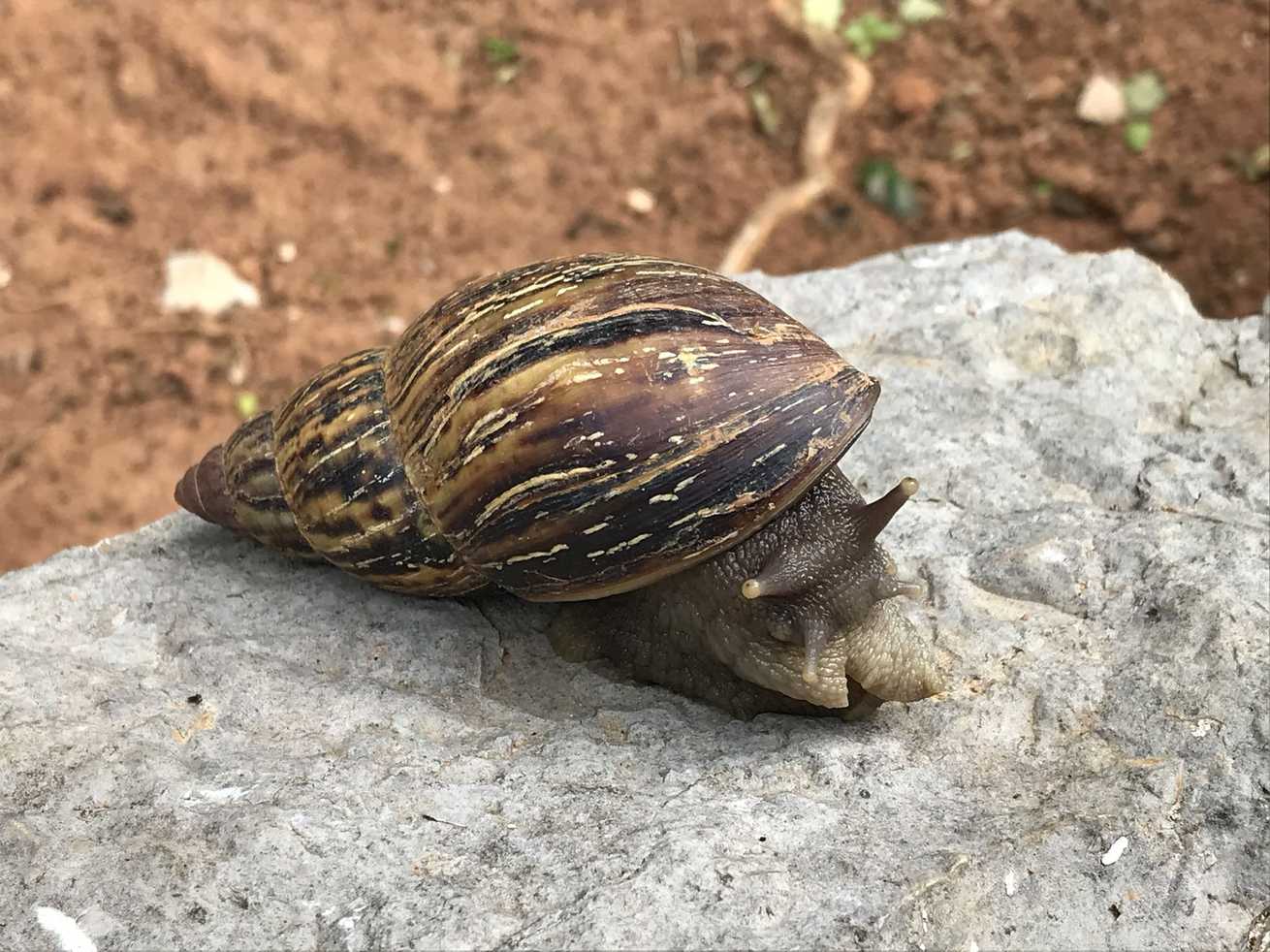 Lissachatina zanzibarica