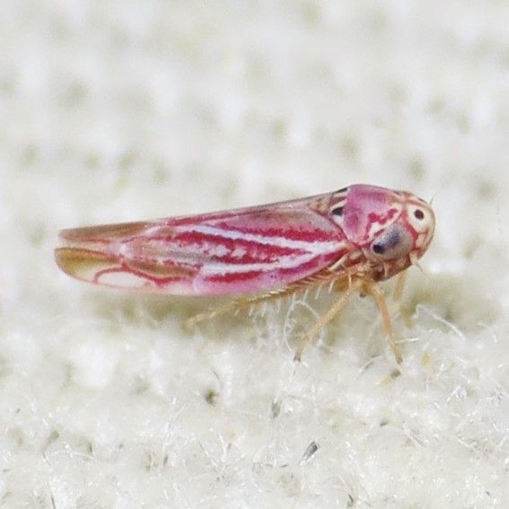 Neozygina
