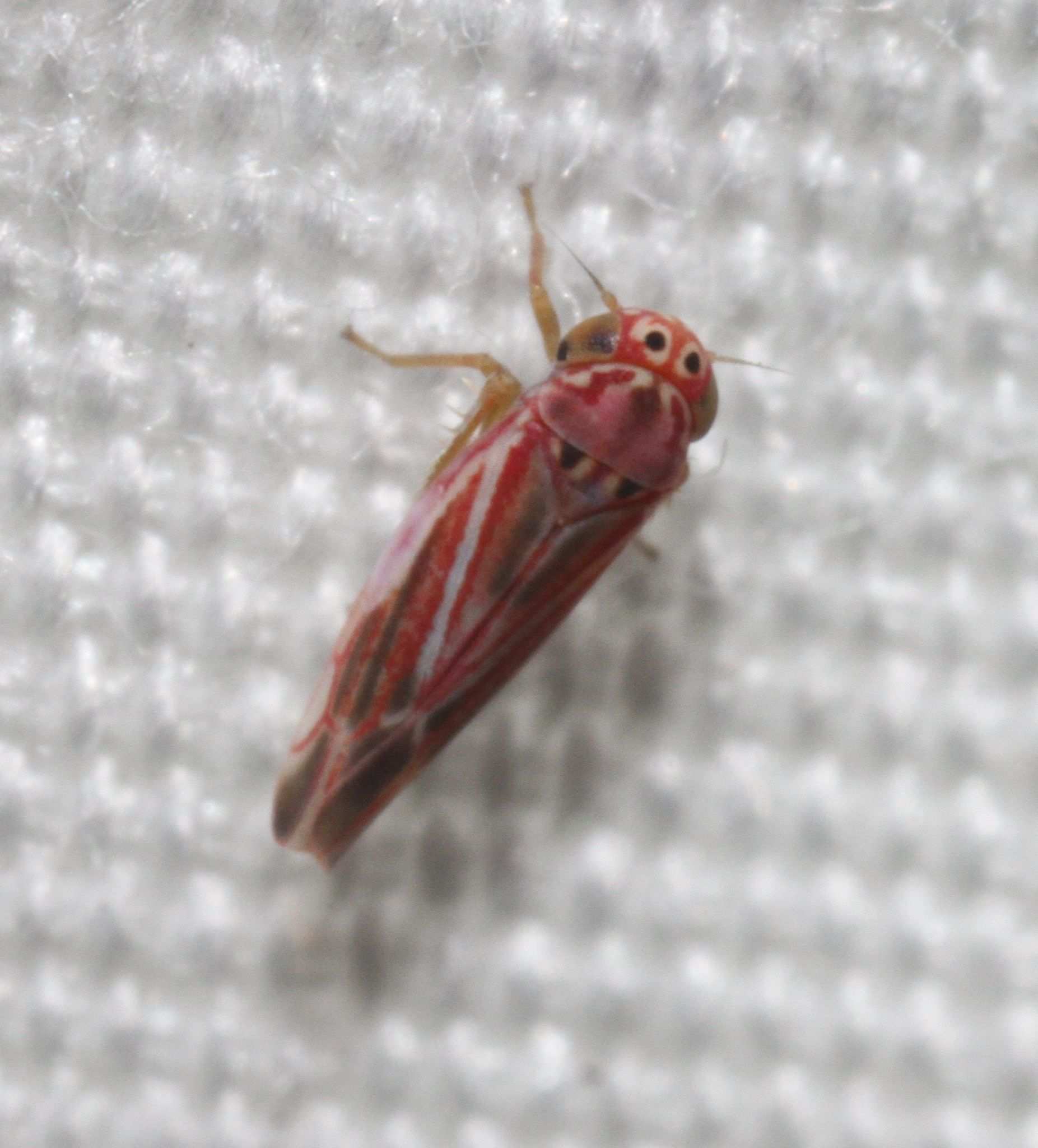 Neozygina