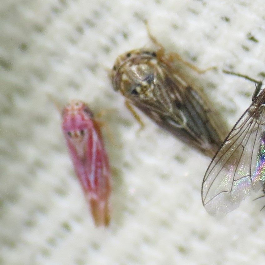 Neozygina