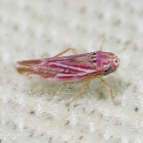 Neozygina