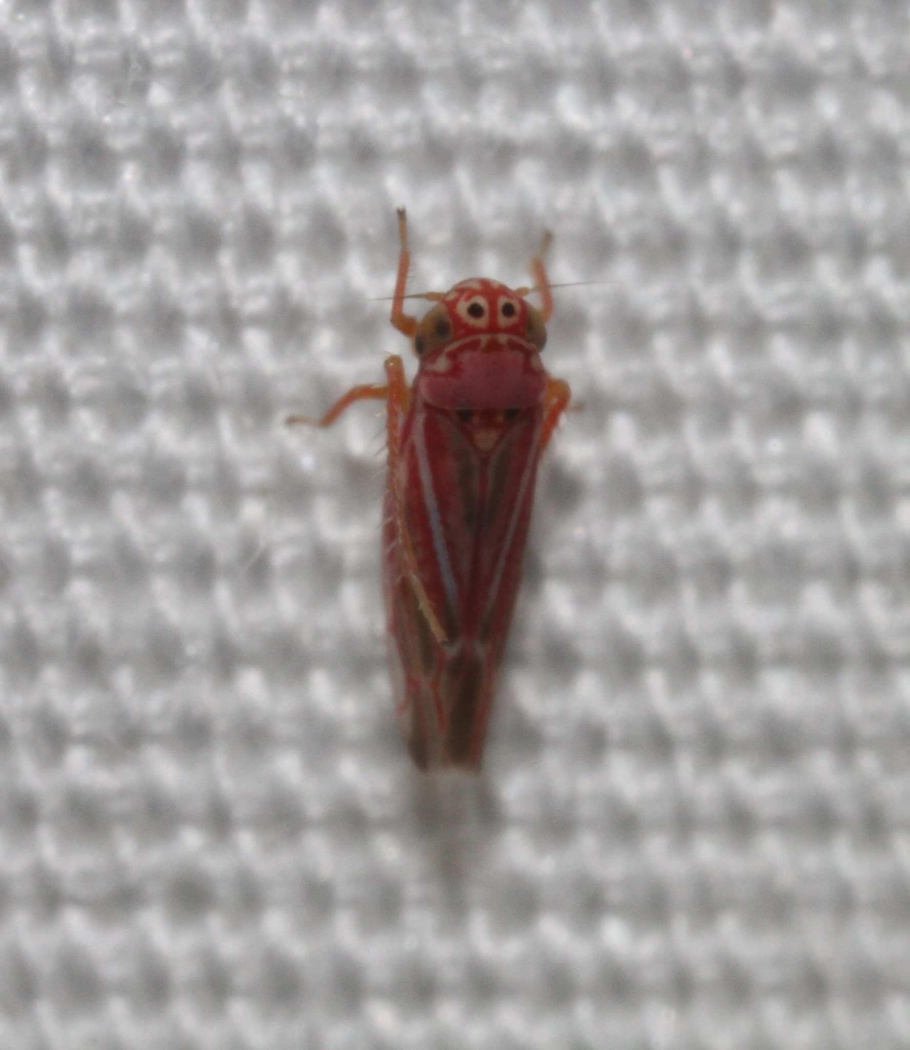 Neozygina