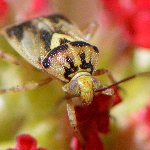 Lygus shulli