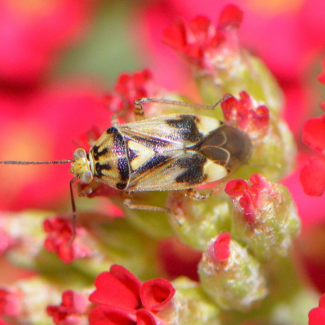 Lygus shulli