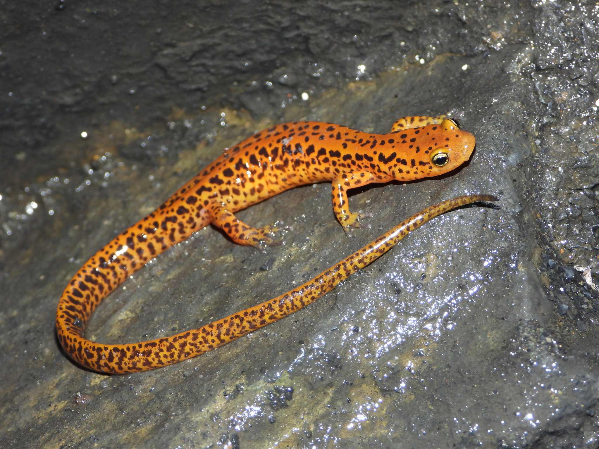 Melanopleurus