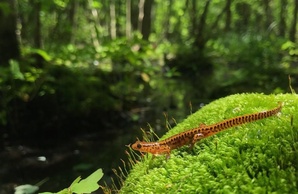 Melanopleurus