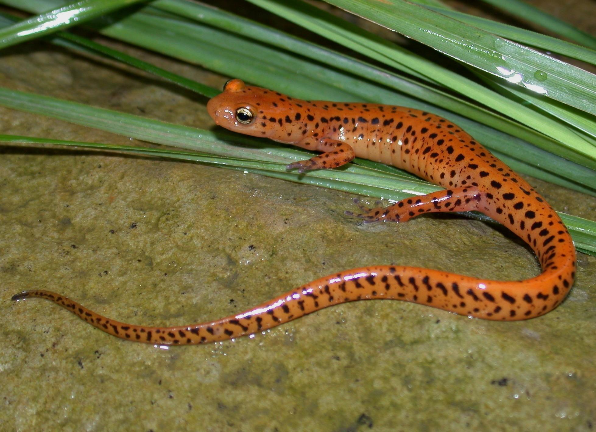 Melanopleurus