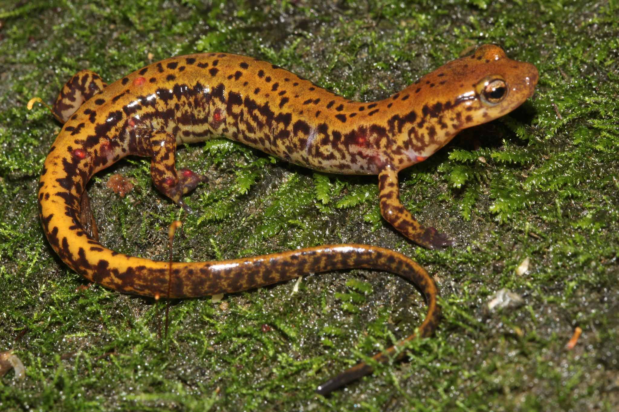 Melanopleurus