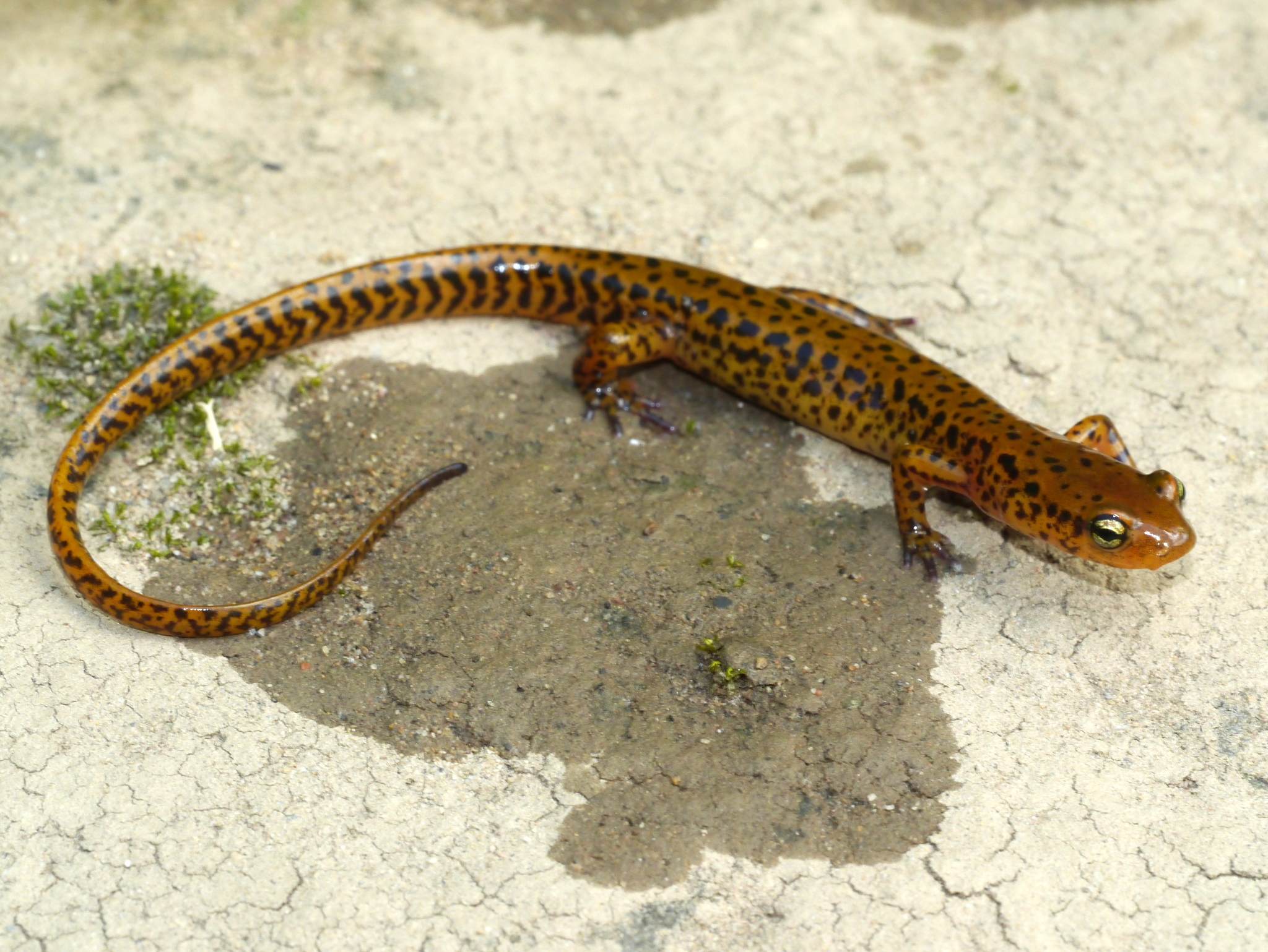 Melanopleurus