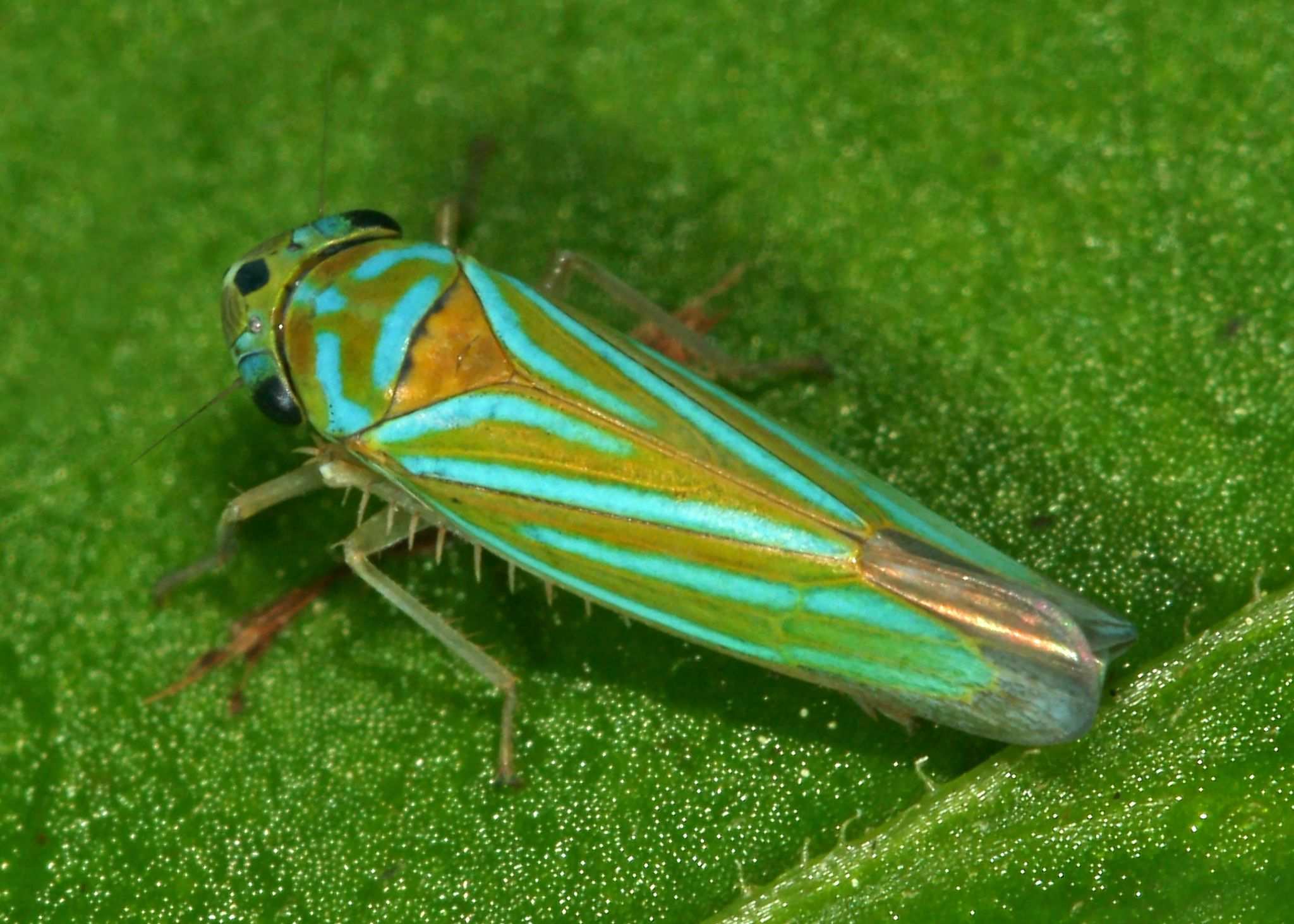 Chlorogonalia