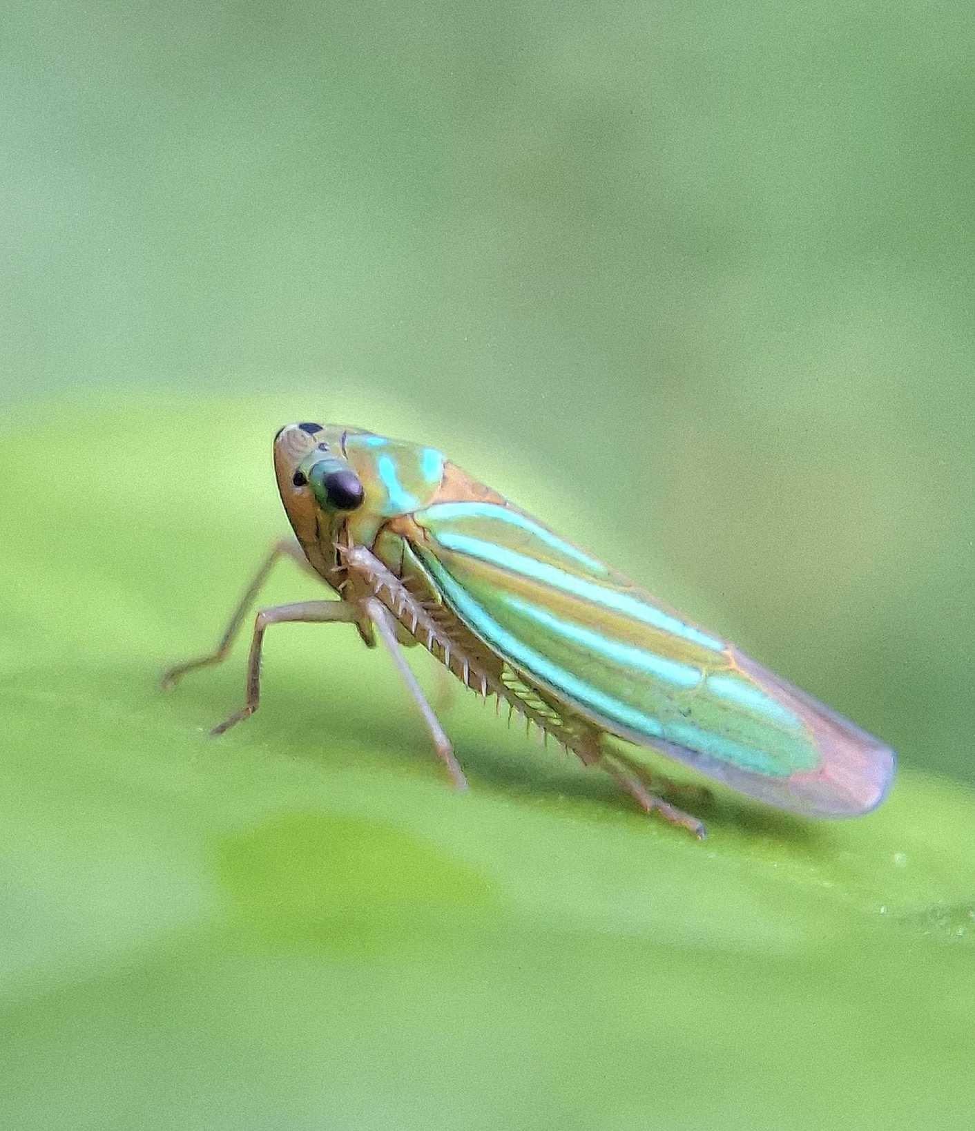 Chlorogonalia