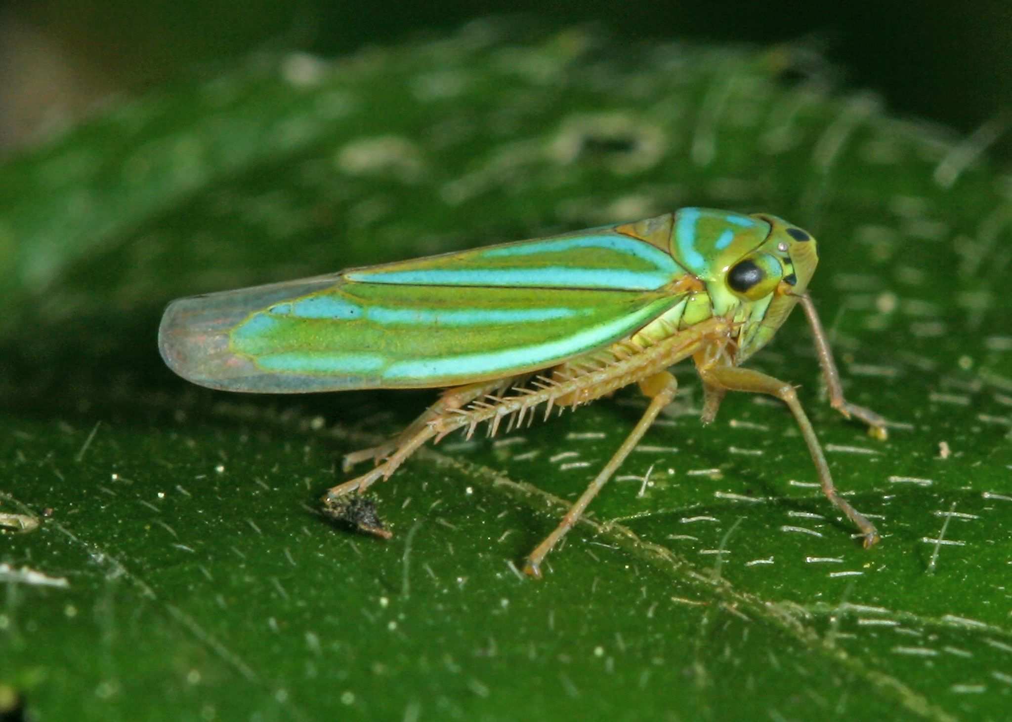 Chlorogonalia