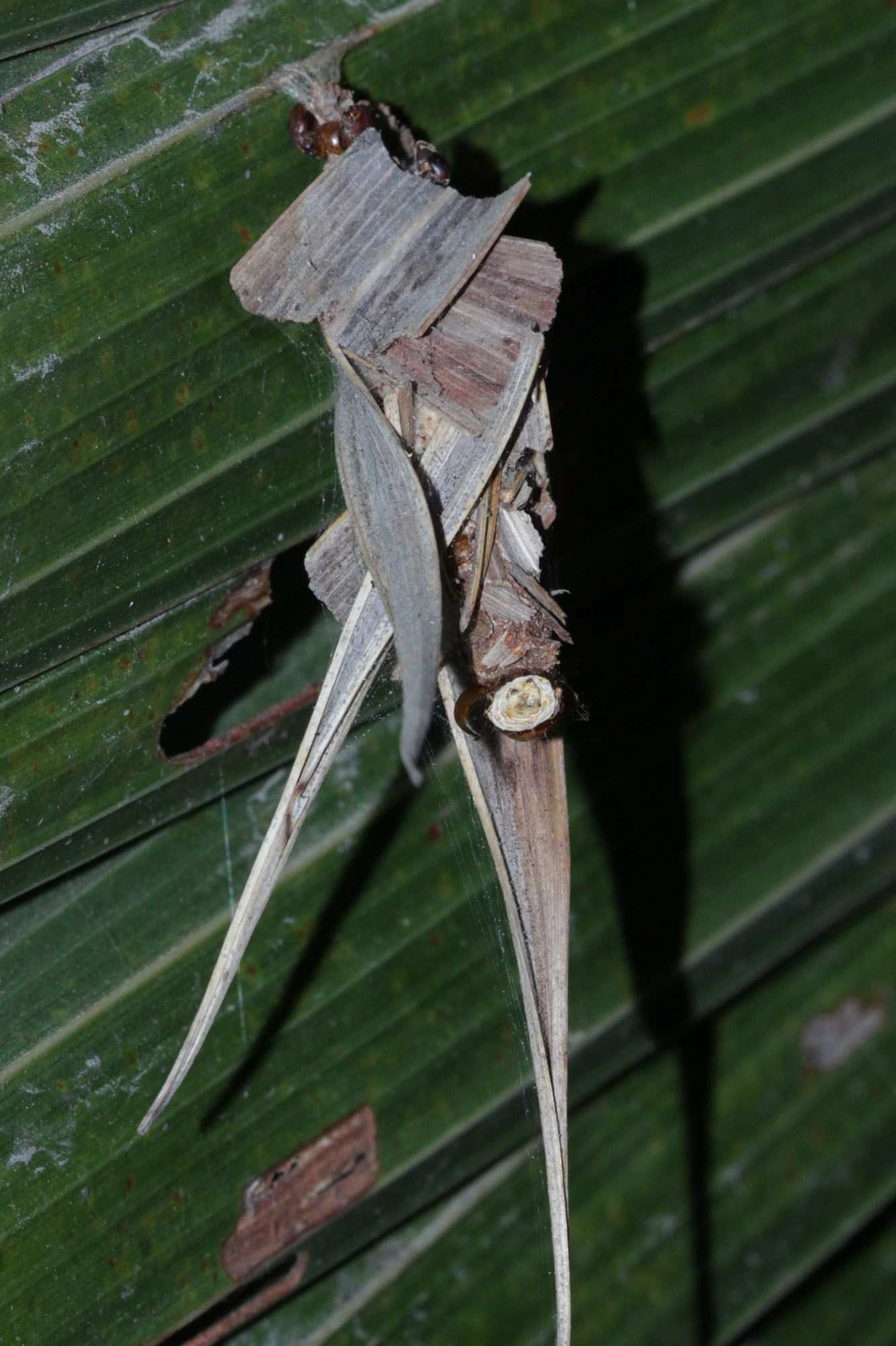Mahasena corbetti