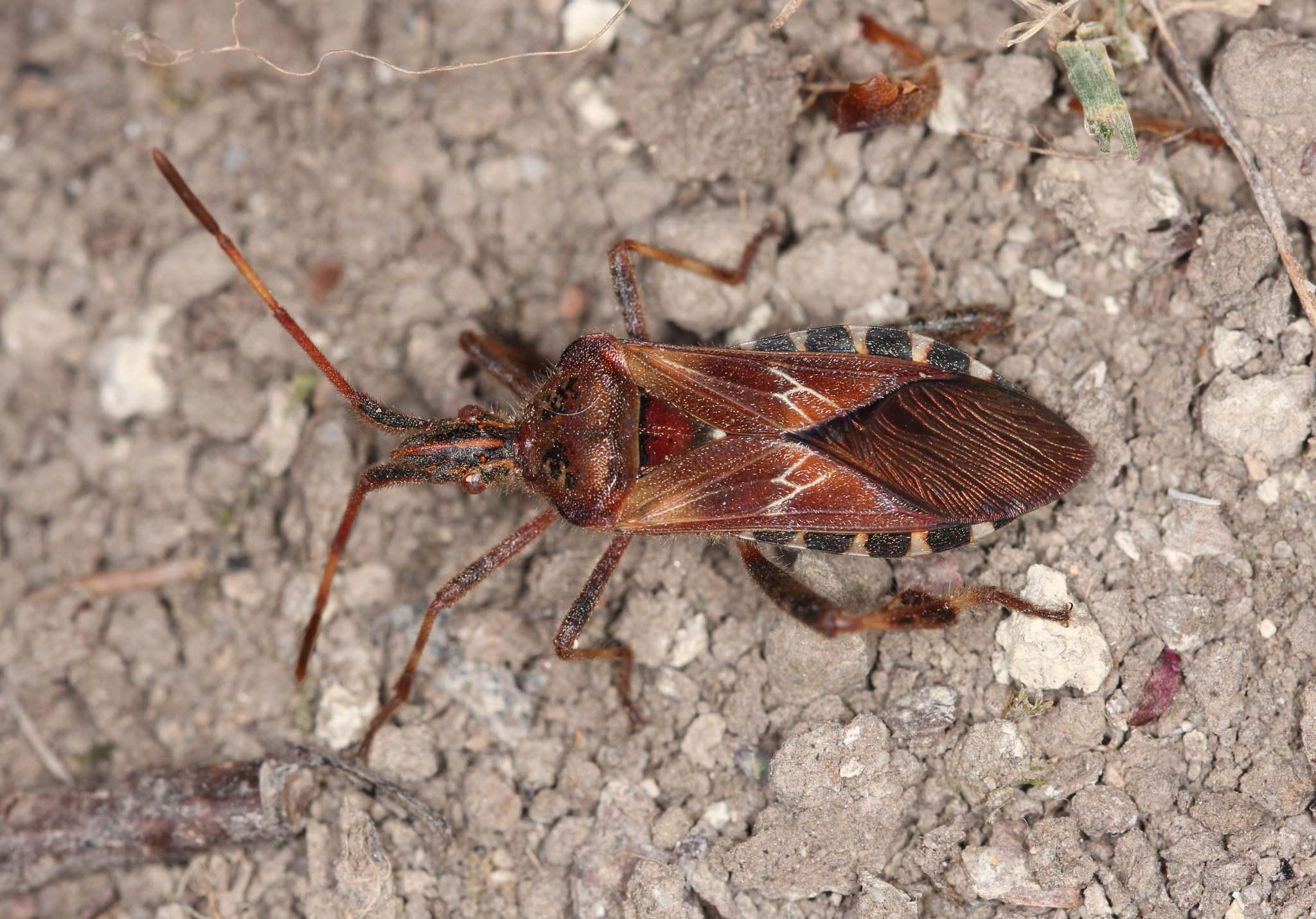 Leptoglossus occidentalis