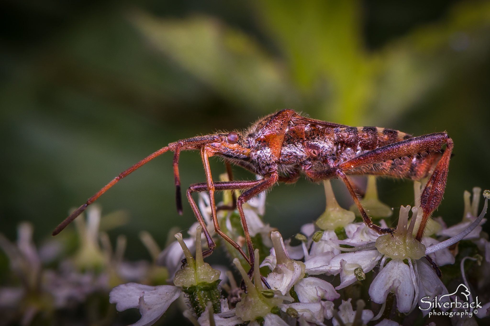 Leptoglossus occidentalis