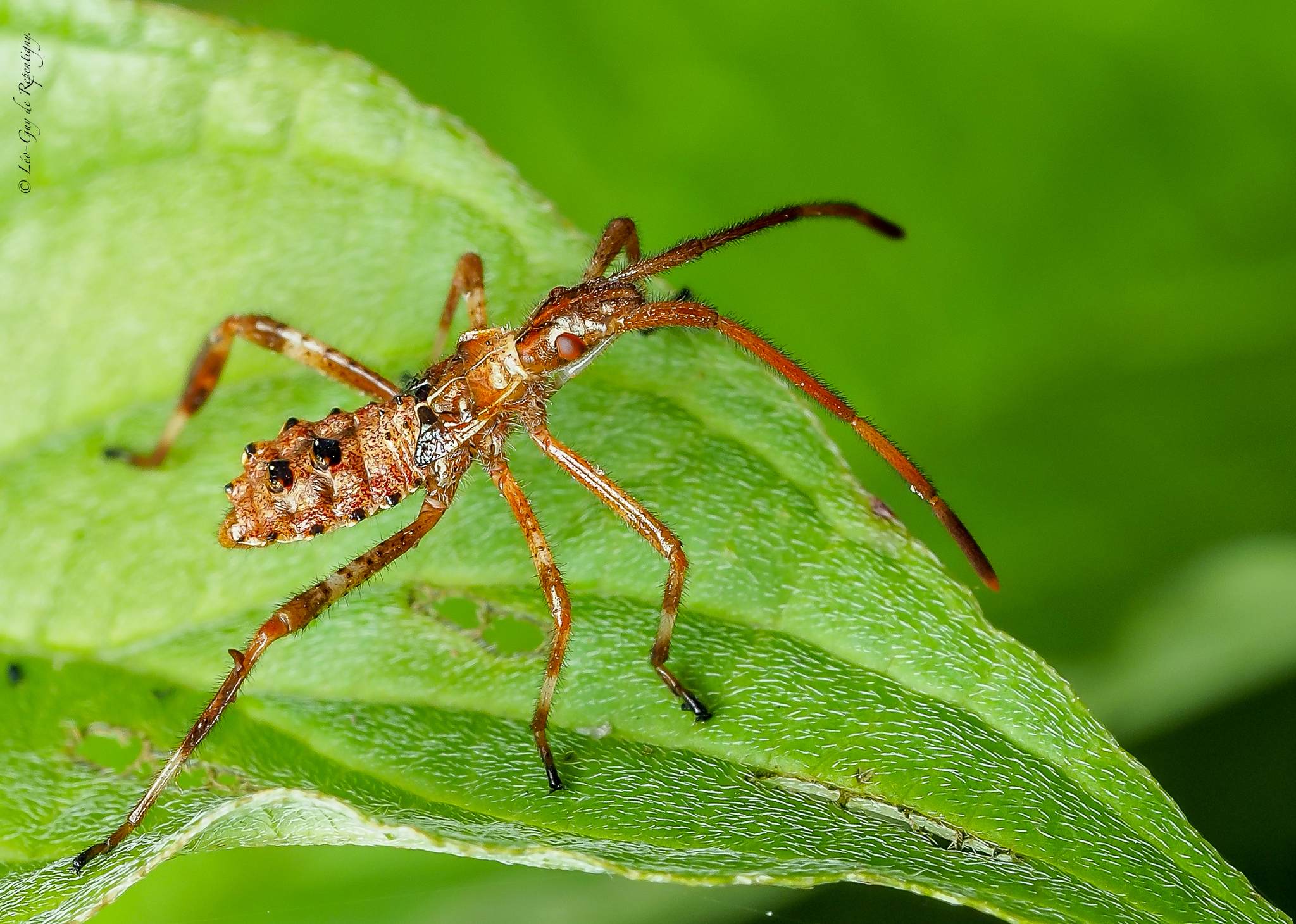 Leptoglossus occidentalis