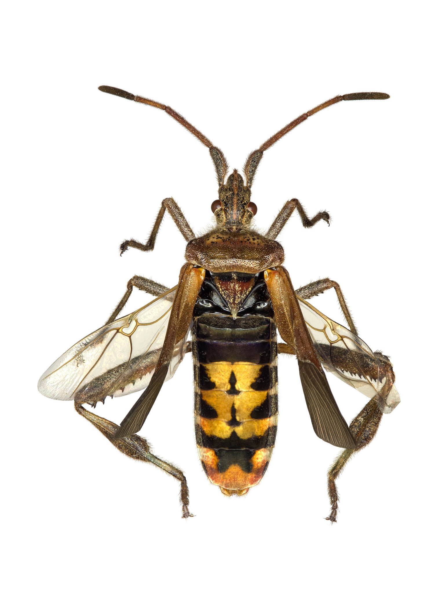 Leptoglossus occidentalis