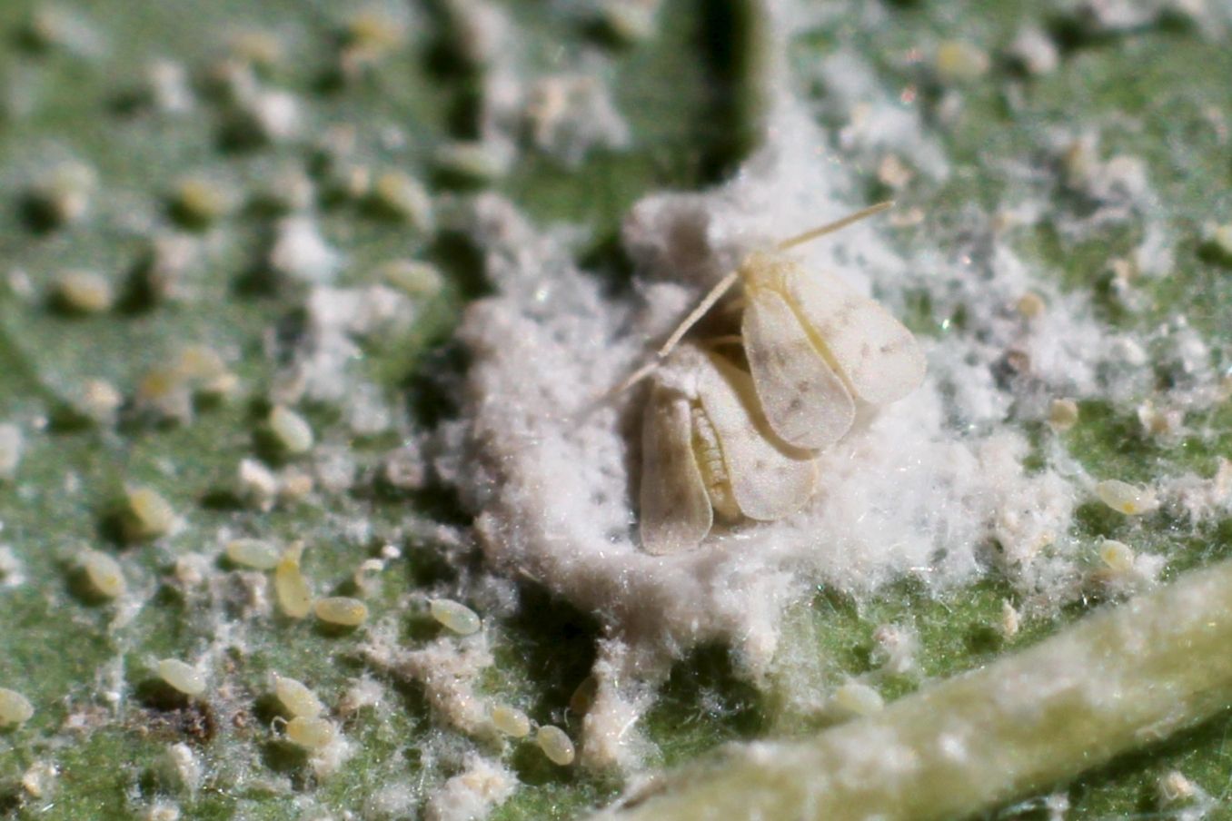 Paraleyrodes bondari