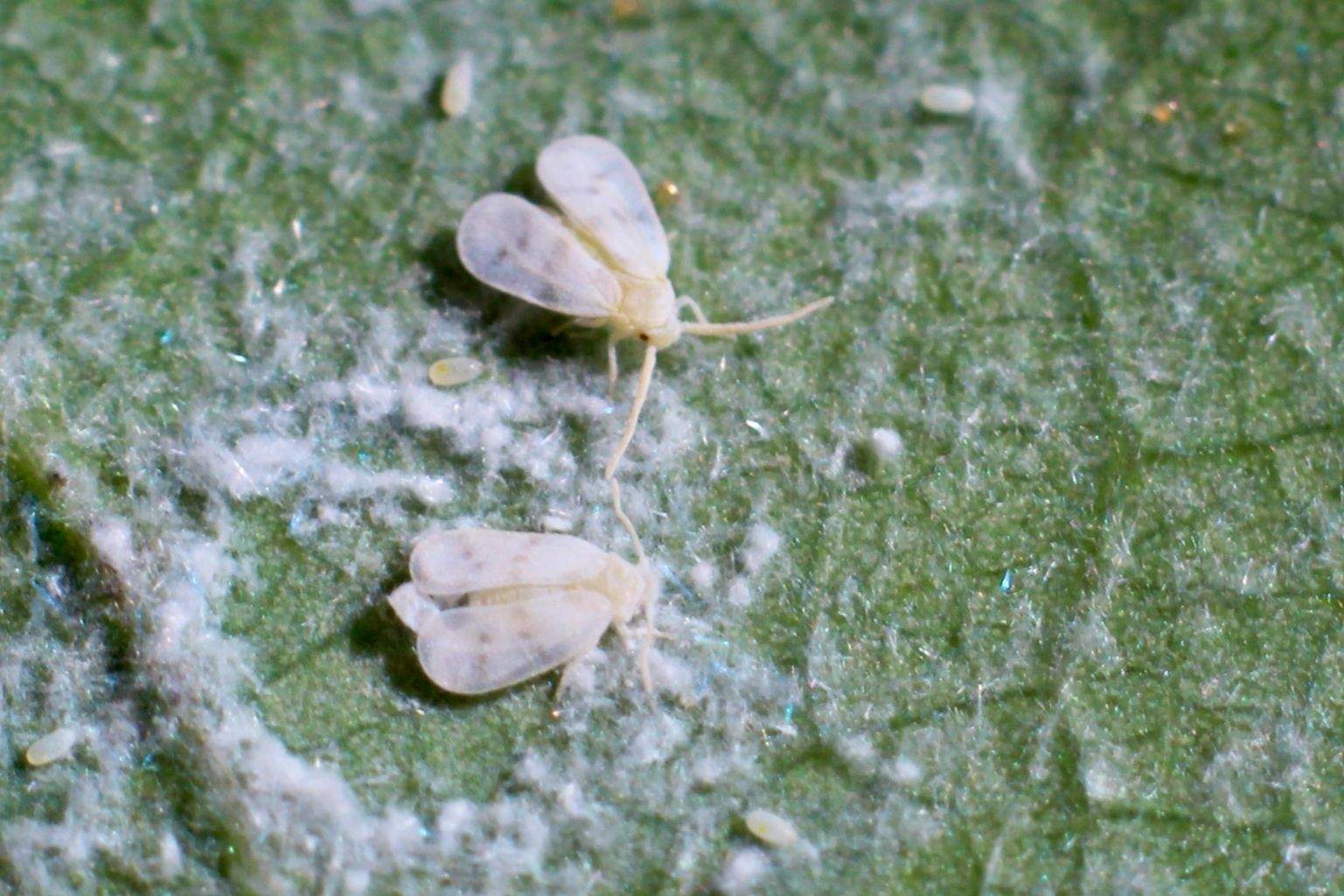 Paraleyrodes bondari