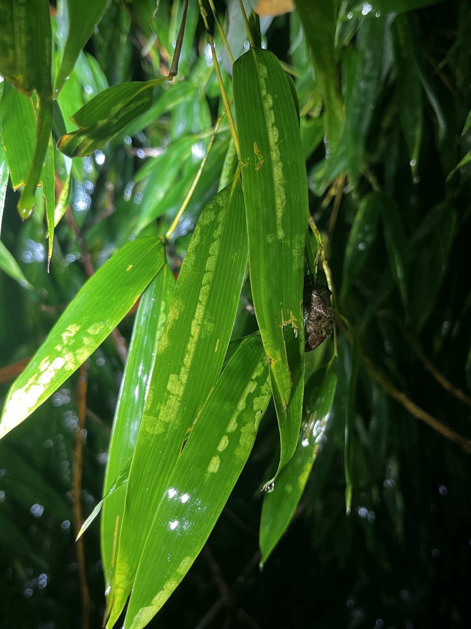 Bamboo mosaic virus