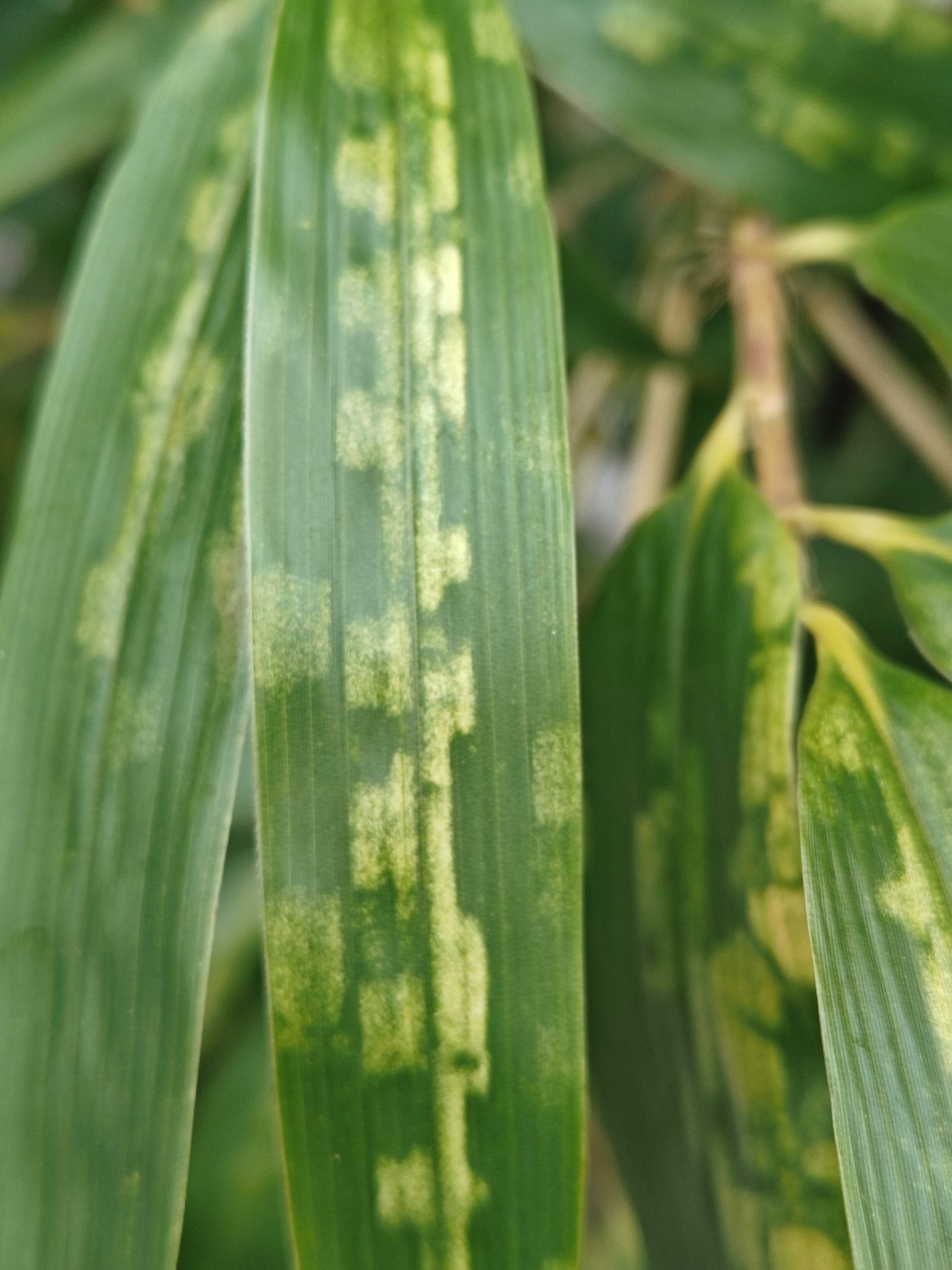 Bamboo mosaic virus