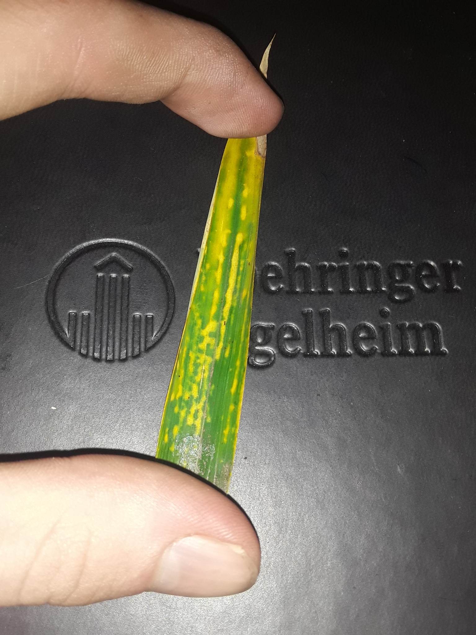 Bamboo mosaic virus