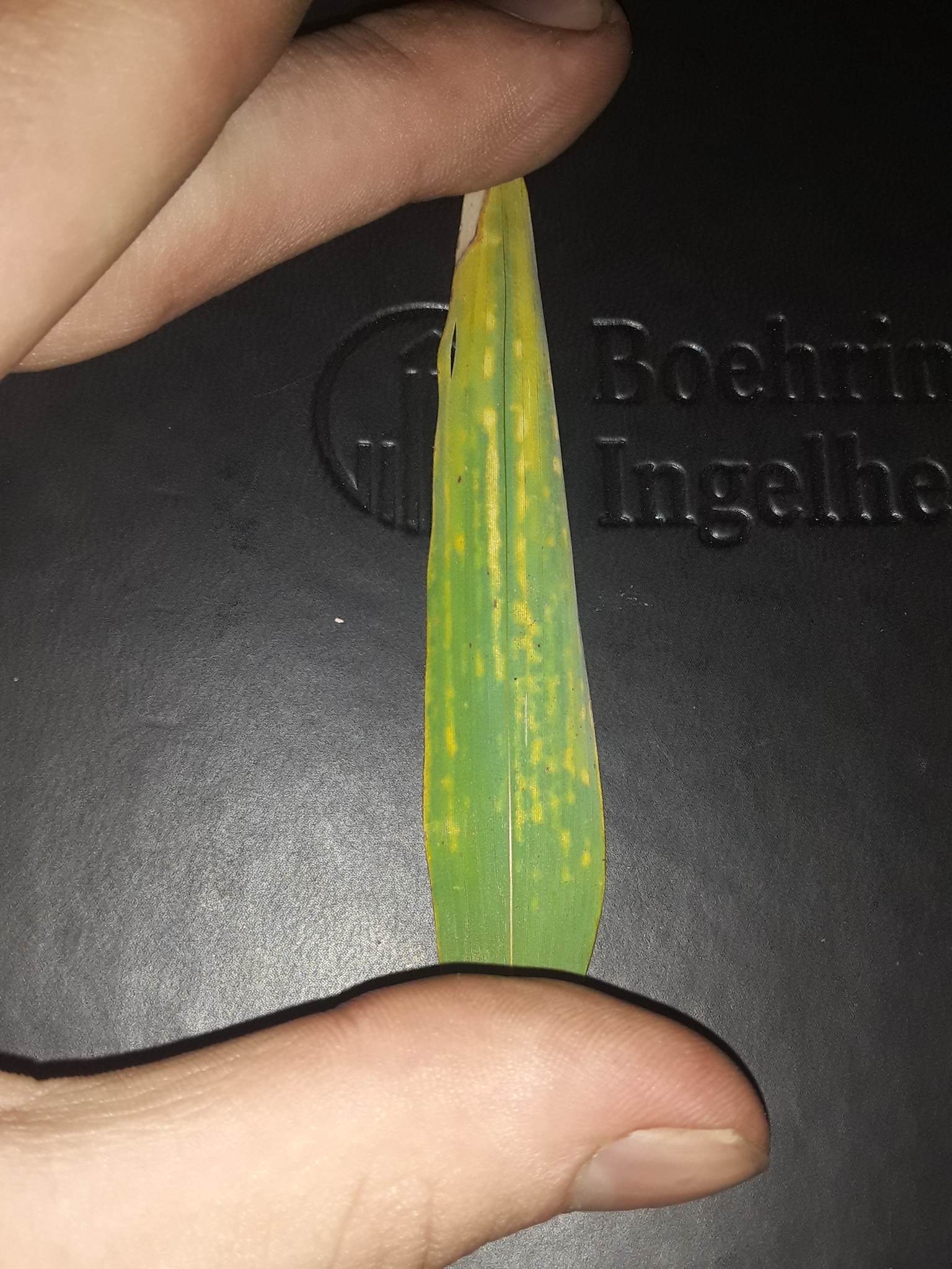 Bamboo mosaic virus